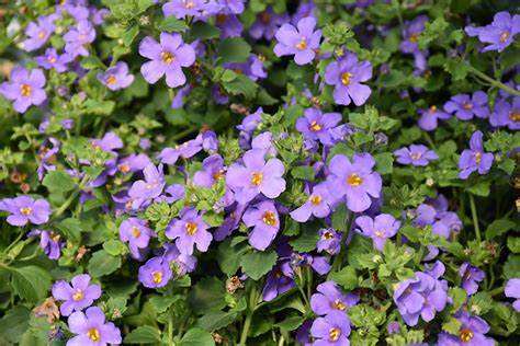 Picture of SUTERA CORDATA - BACOPA BLUE