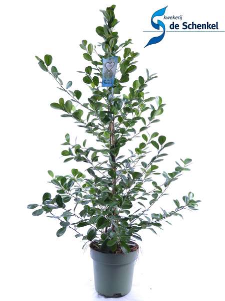 Picture of Ficus microcarpa moclame