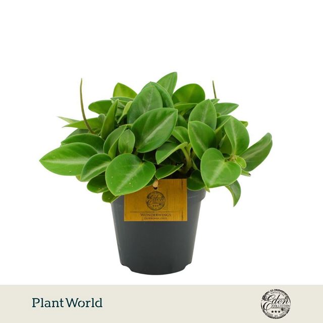 Picture of Peperomia pixie