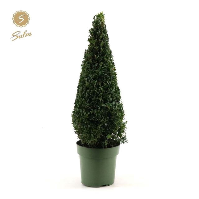 Picture of Buxus sempervirens pyramid 055cm