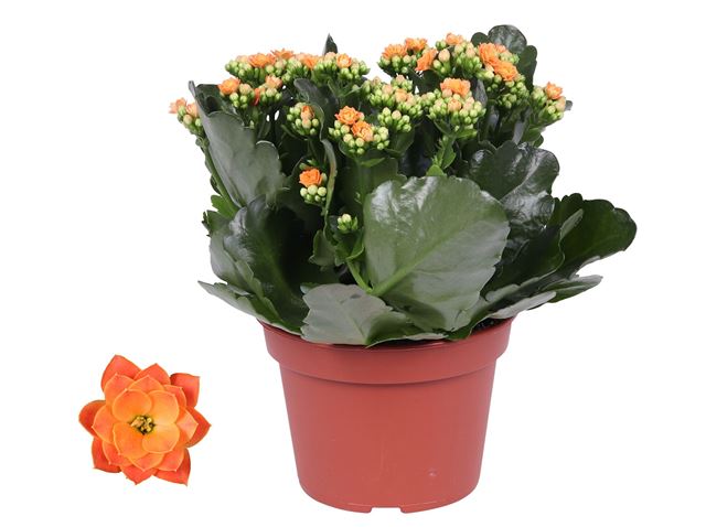 Picture of KALANCHOE DOUBLE ORANGE
