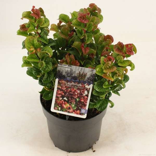 Picture of LEUCOTHOE AXILLARIS CURLY RED