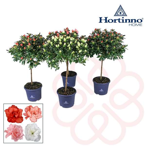 Picture of RHODODENDRON SIMSII (AZALEA) HORTINNO MIX ON STEM