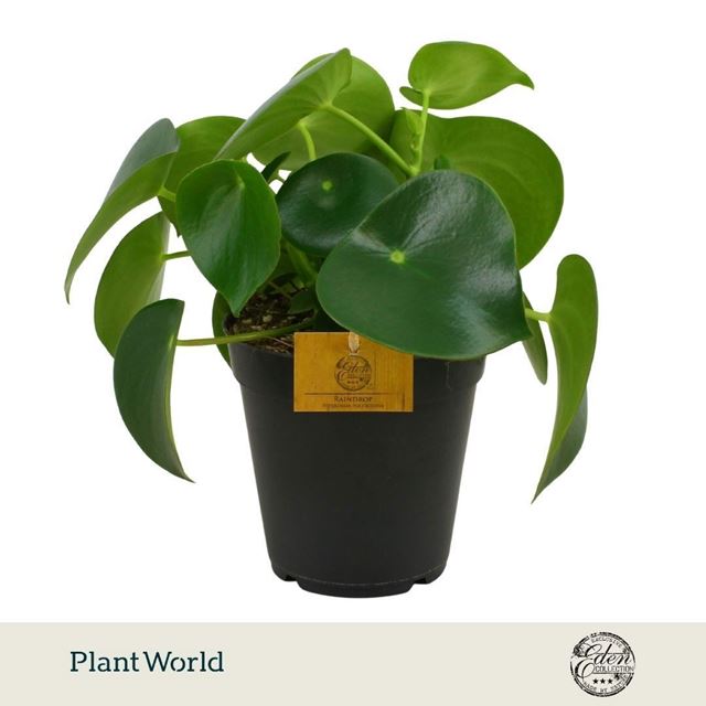 Picture of Peperomia polybotrya