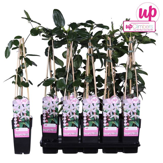 Picture of Clematis armandi apple blossom