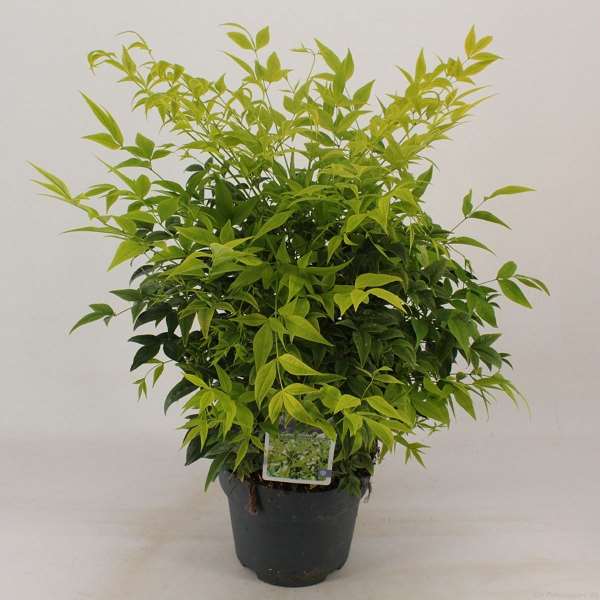 Picture of NANDINA DOMESTICA LEMON AND LIME