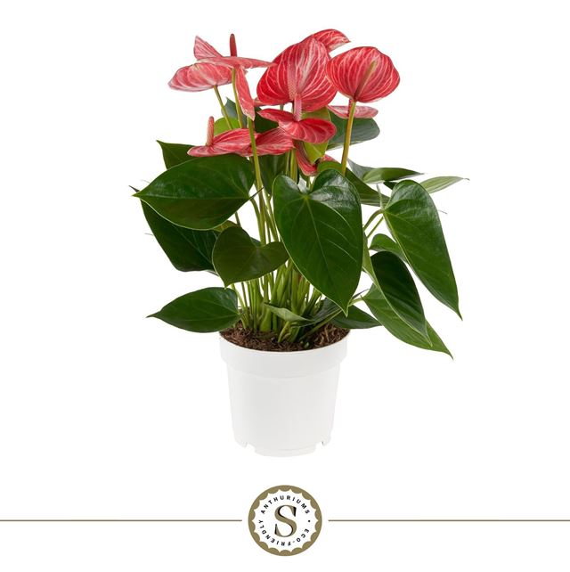 Picture of Anthurium livium ruby
