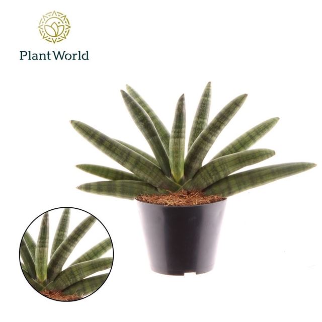 Picture of SANSEVIERIA CYLINDRICA SKYLINE