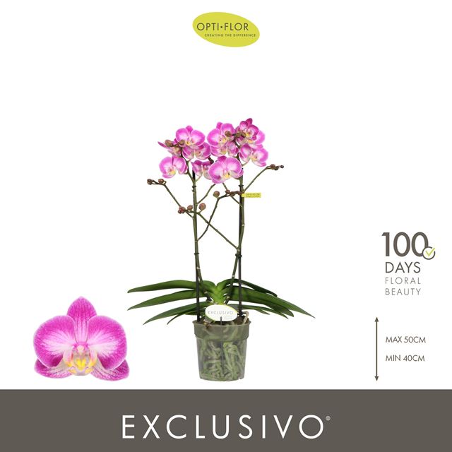 Picture of Phalaenopsis 02-stem xclusivo cupido