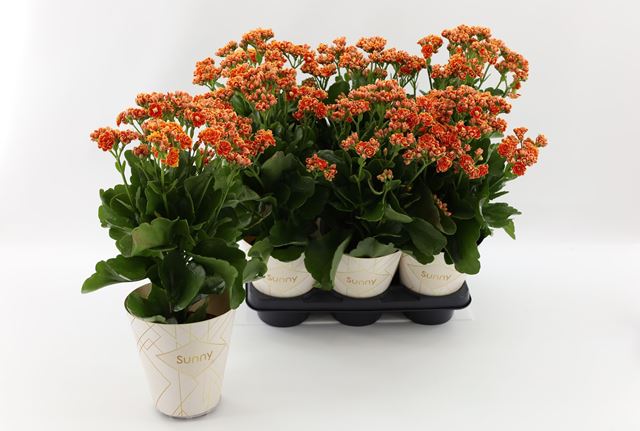 Picture of KALANCHOE PINNATA SUNNY VOLCANIC ORANGE