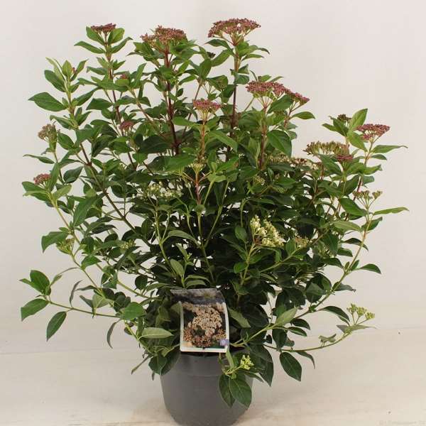 Picture of VIBURNUM TINUS