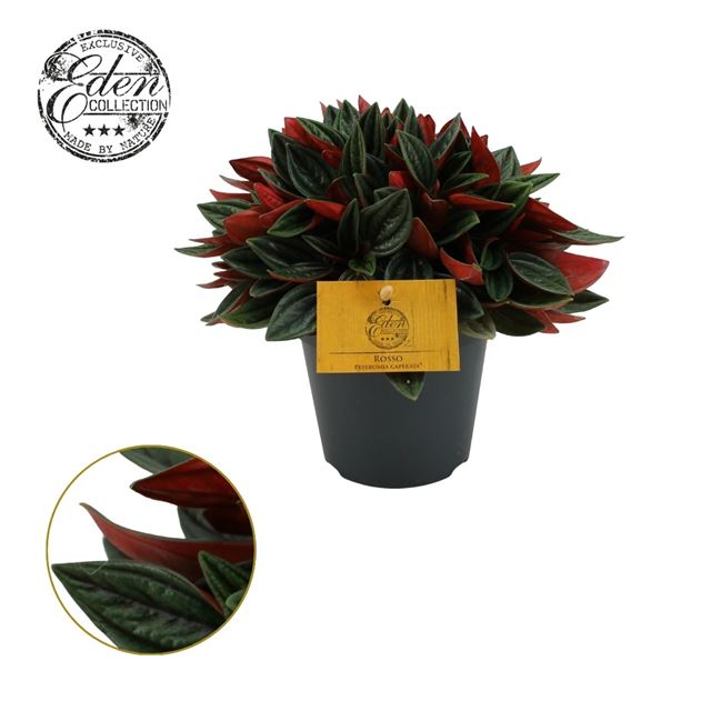 Picture of PEPEROMIA CAPERATA ROSSO