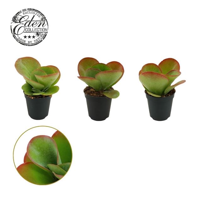 Picture of Kalanchoe thyrsiflora