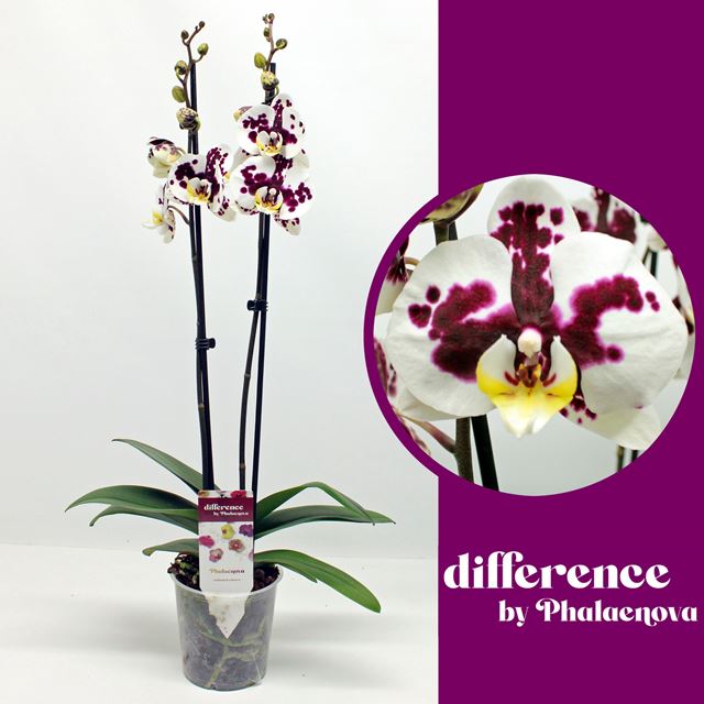 Picture of PHALAENOPSIS 02-STEM POLKA DOTS