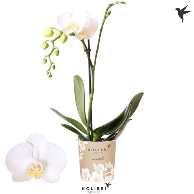 Picture of Phalaenopsis 01-stem kolibri white