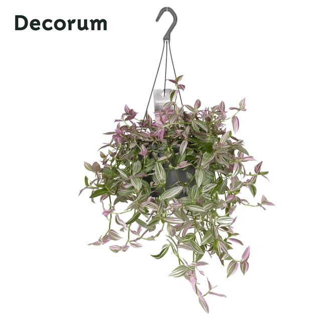 Picture of TRADESCANTIA PINK HILL HANGING BASKET