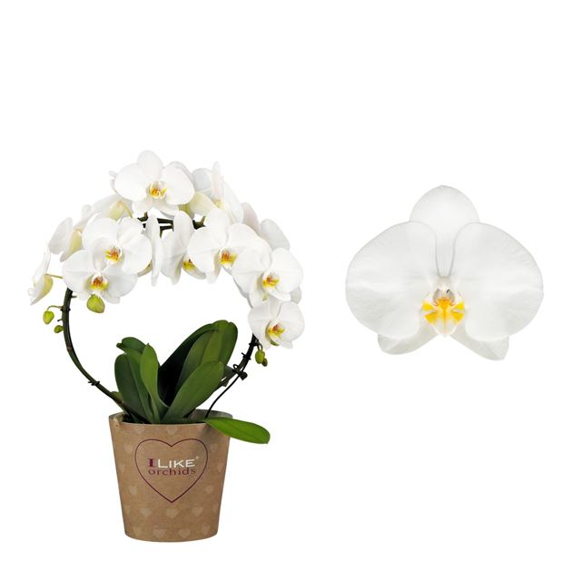 Picture of PHALAENOPSIS 02-STEM DUETTO HOOP WHITE