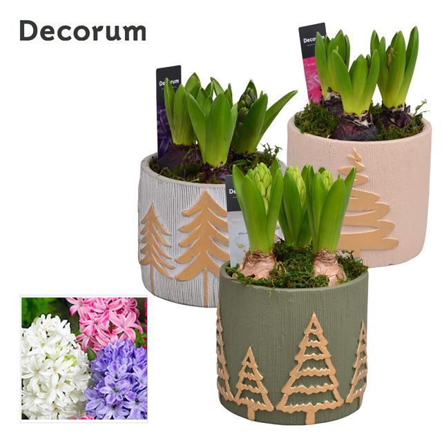 Picture of HYACINTHUS 03BULBS GOLDEN TREE