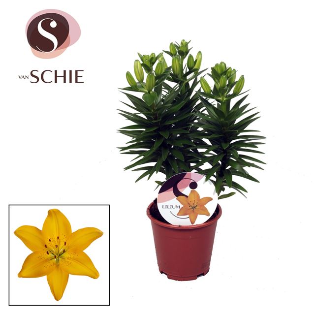 Picture of LILIUM ASIATIC YELLOW