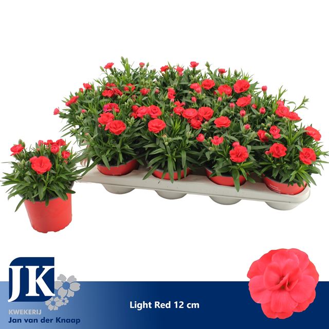 Picture of Dianthus caryophyllus red
