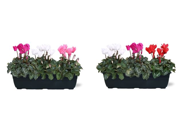 Picture of CYCLAMEN CARNAVAL TRIO IN WINDOWBOX
