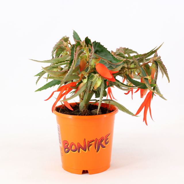 Picture of BEGONIA TUBEROSA BONFIRE
