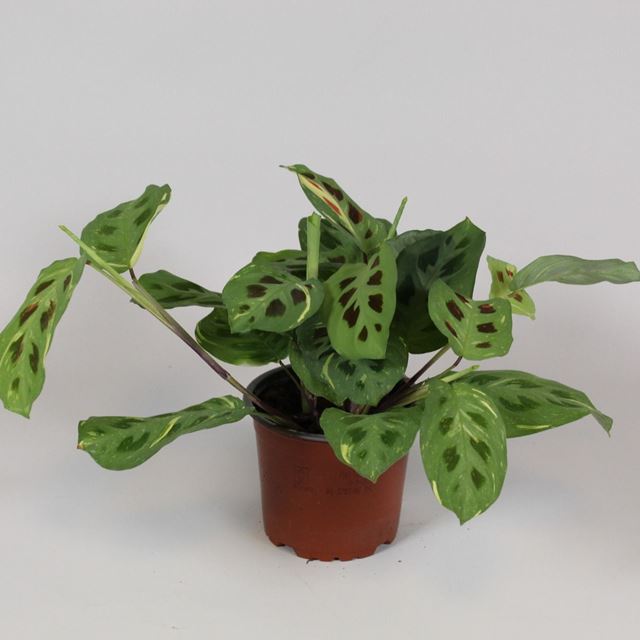 Picture of MARANTA LEUCONEURA FASCINATORA VARIEGATA