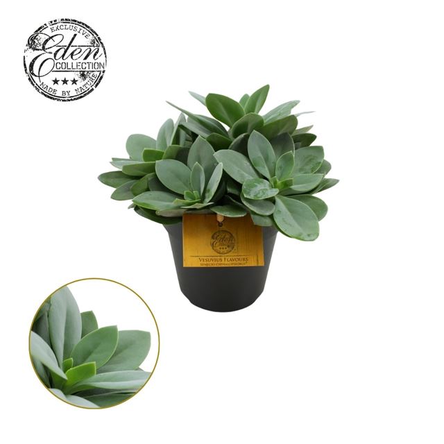 Picture of SENECIO CEPHALOPHORUS