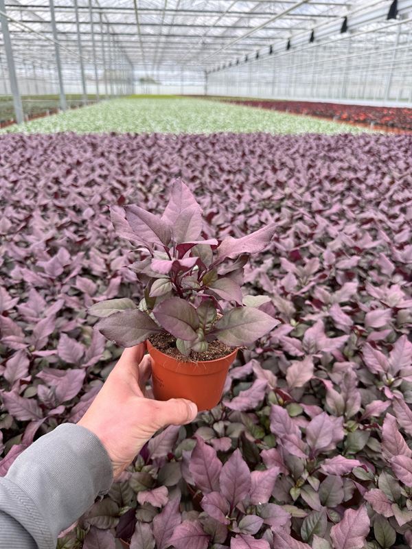 Picture of Alternanthera dentate purple knight