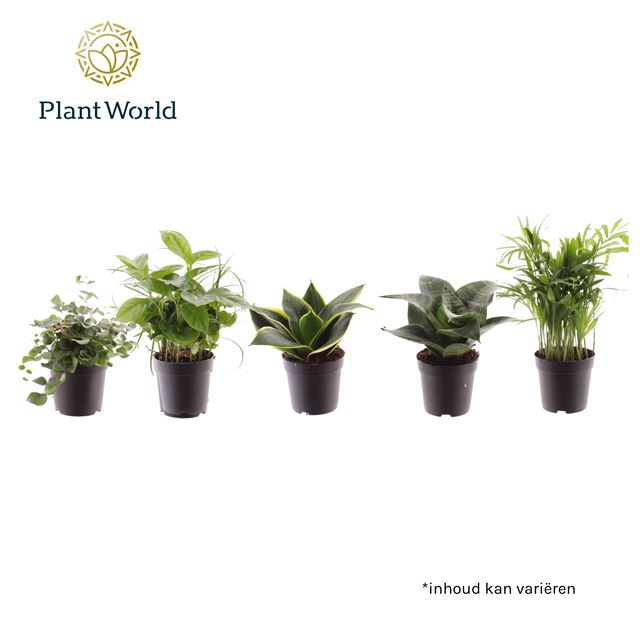 Picture of FOLIAGE MIX KEEN ON GREEN