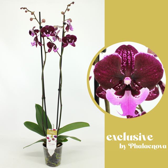 Picture of PHALAENOPSIS 02-STEM HOT KISS