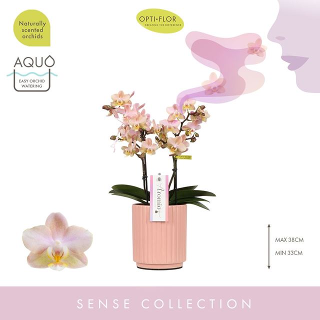 Picture of PHALAENOPSIS 02-STEM AROMIO POWDERY IN CERAMIC