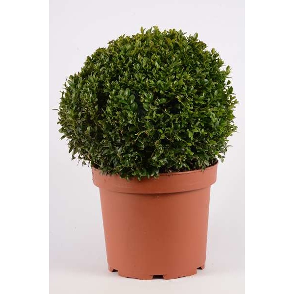 Picture of BUXUS SEMPERVIRENS BALL 030CM