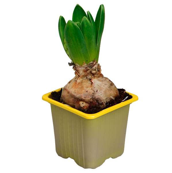 Picture of HYACINTHUS 01BULB YELLOW STONE