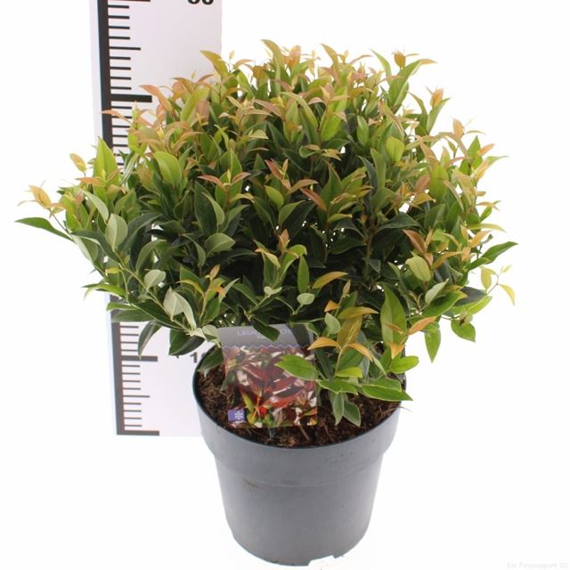 Picture of Leucothoe axillaris zeblid