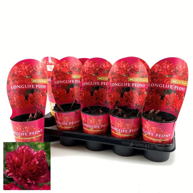 Picture of PAEONIA LONGLIFE RED POTCOVER