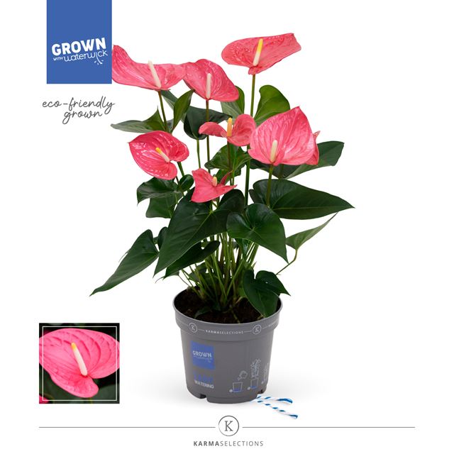 Picture of ANTHURIUM ANDREANUM GRANDI FLORA PINK