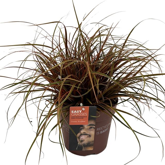 Picture of Uncinia rubra everflame