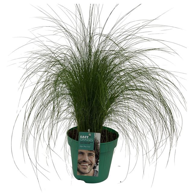 Picture of Stipa tenacissima pony tails