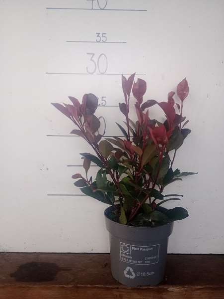 Picture of PHOTINIA FRASERI LITTLE RED ROBIN