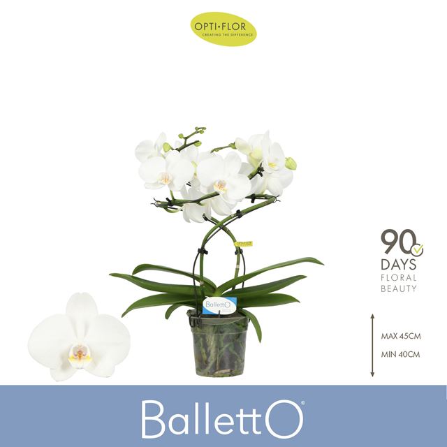 Picture of Phalaenopsis 02-stem balletto white