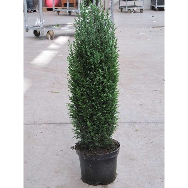 Picture of Chamaecyparis elwoodi