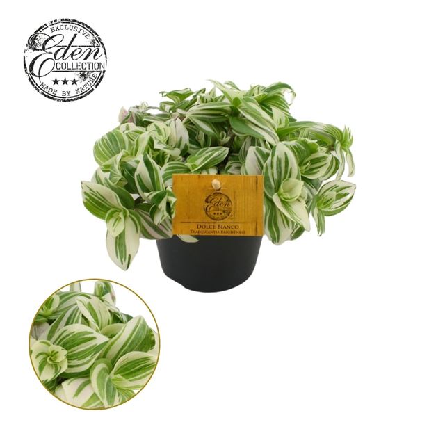 Picture of TRADESCANTIA FLUMINENSIS BRIGHTNESS