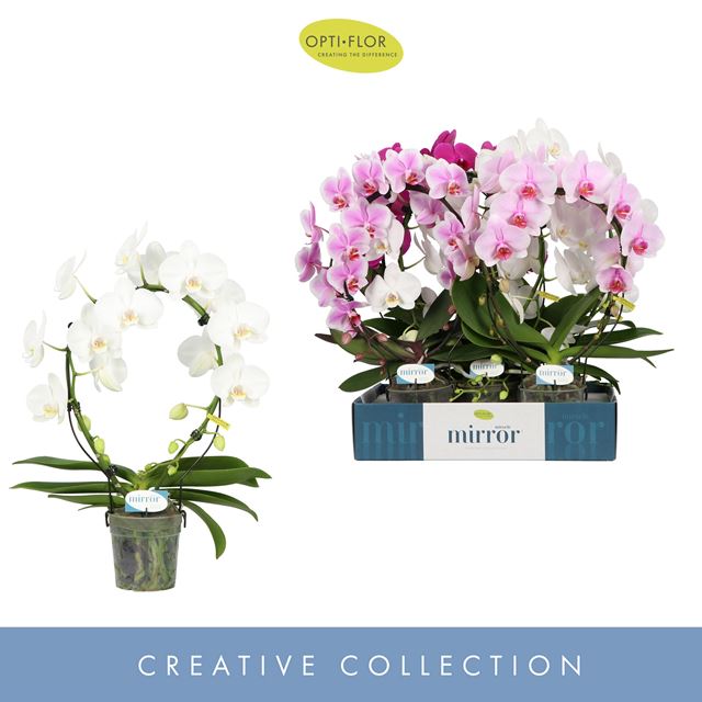 Picture of PHALAENOPSIS 02-STEM MIRROR MIRACLE MIX