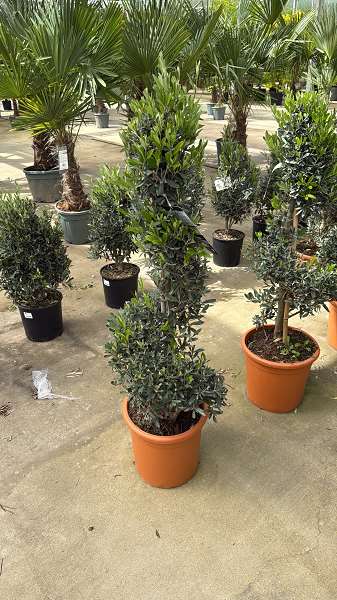 Picture of Olea europaea pyramide c18l