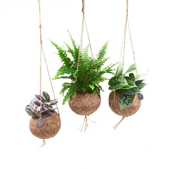 Picture of KOKODAMA GREEN COLLECTION