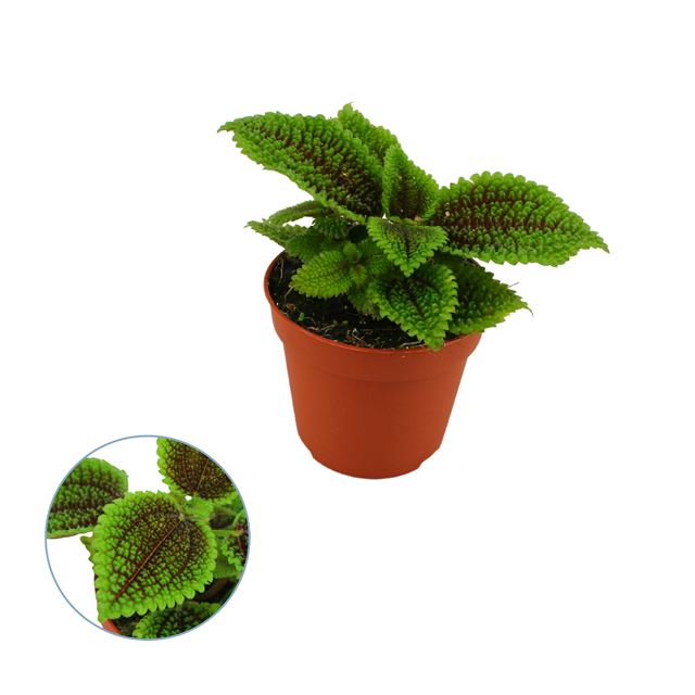 Picture of PILEA MOON VALLEY