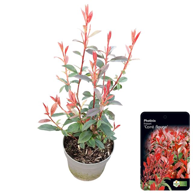 Picture of Photinia fraseri carre rouge
