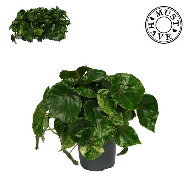 Picture of Begonia rex red variegated