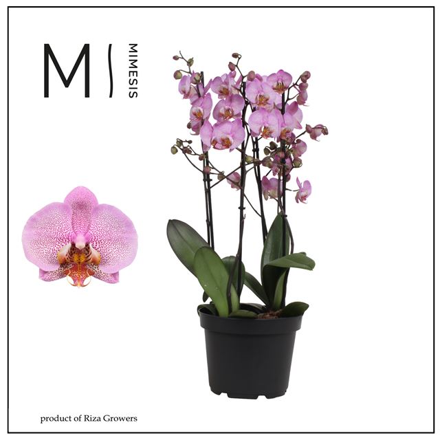 Picture of Phalaenopsis 04-stem marvellous formation